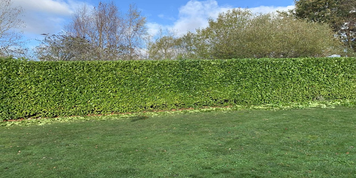 Garden focal detail
